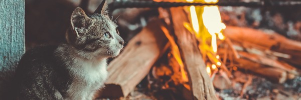 Cat Found In Chimney