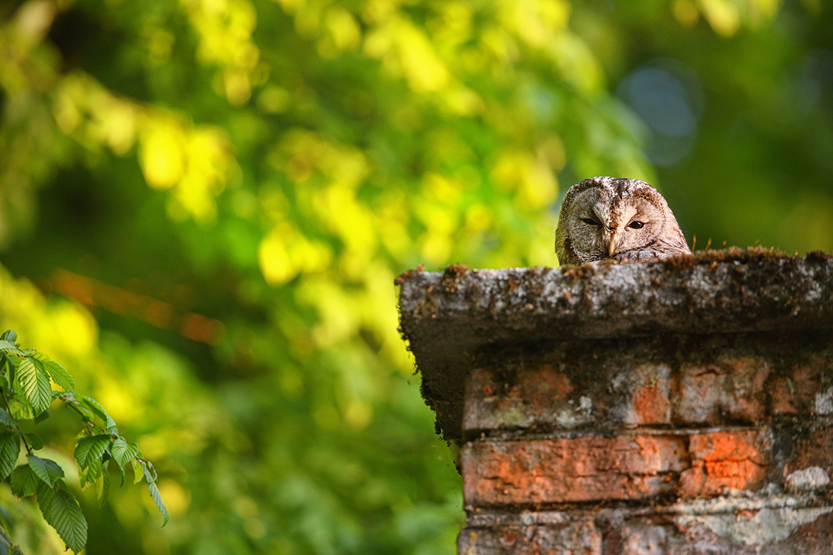 Sleep tawny owl peeking out of chimney